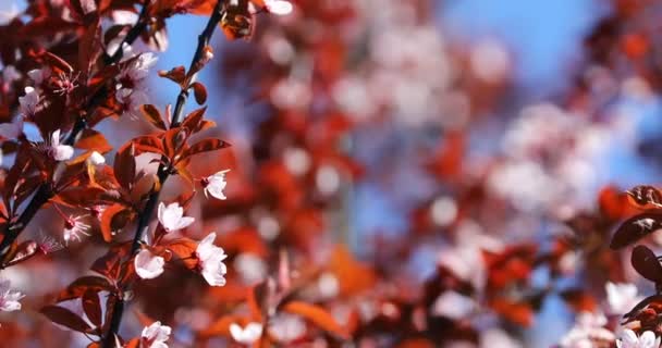 Hermosa Flor Cereza Japonesa Sakura Fondo Con Flores Día Primavera — Vídeos de Stock