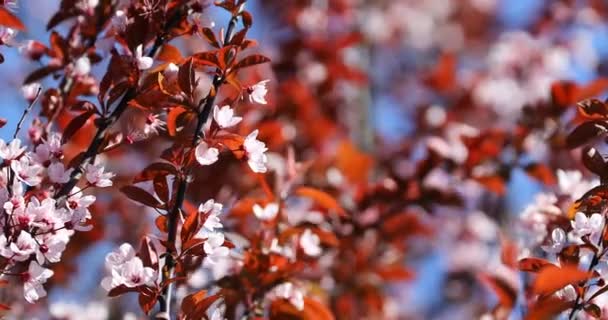 Gyönyörű Virágzó Japán Cseresznye Sakura Háttér Virágokkal Egy Tavaszi Napon — Stock videók