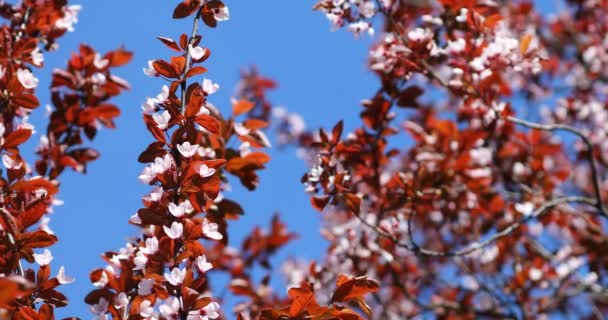 Bonito Florescimento Cereja Japonesa Sakura Fundo Com Flores Dia Primavera — Vídeo de Stock