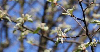 Baharda kiraz çiçeği açan kiraz sakura.