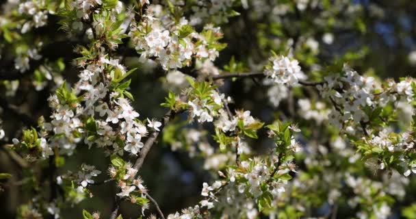 Delikatne Kwiaty Wiśniowe Drzewo Podświetlany Bliska Selektywny Fokus — Wideo stockowe