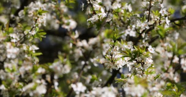 桜の木は バックライト付きの繊細な花をクローズ アップ 選択と集中 — ストック動画