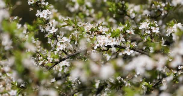 Fleurs délicates d'un cerisier, rétro-éclairé, gros plan. Concentration sélective 