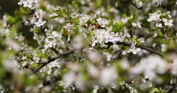 桜の木は バックライト付きの繊細な花をクローズ アップ 選択と集中 — ストック動画