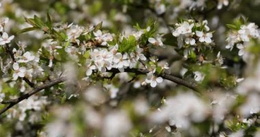 Kiraz ağacının, arkadan aydınlatmalı, narin çiçekler kapatın. Seçici odak