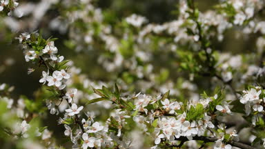 Kiraz ağacının, arkadan aydınlatmalı, narin çiçekler kapatın. Seçici odak
