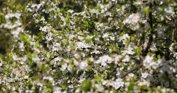 Delikatne Kwiaty Wiśniowe Drzewo Podświetlany Bliska Selektywny Fokus — Wideo stockowe