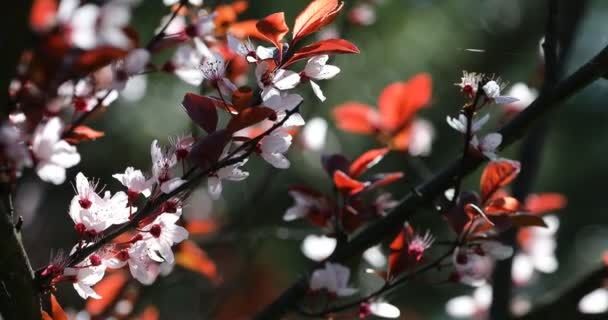 Весняне Цвітіння Вишні Рожеві Квіти — стокове відео