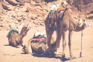 Wadi Rum, Develer çöl manzara, Jordan