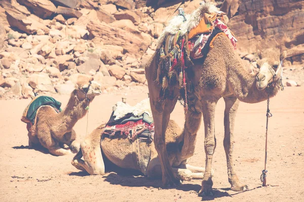 Chameaux à Wadi Rum paysage désertique, Jordanie — Photo