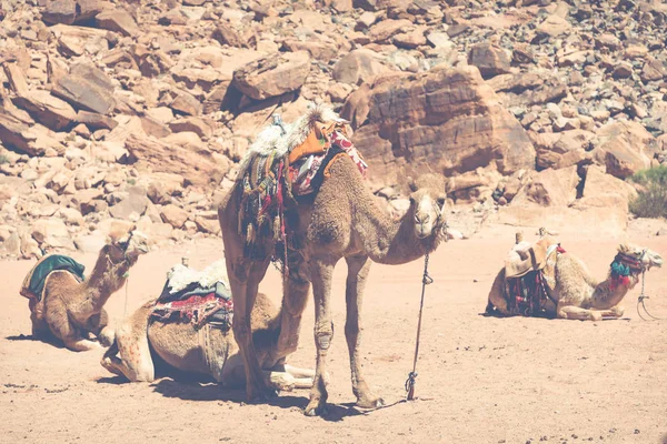 Верблюди на Wadi Rum пустелі ландшафту, Йорданія — стокове фото