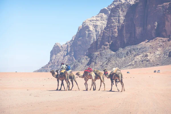 Kameler på Wadi Rum desert landskap, Jordan — Stockfoto