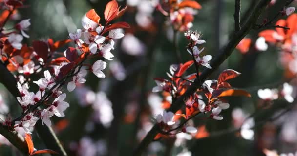 Piękna Kwitnąca Wiśnia Japońska Sakura Tło Kwiatami Wiosenny Dzień — Wideo stockowe