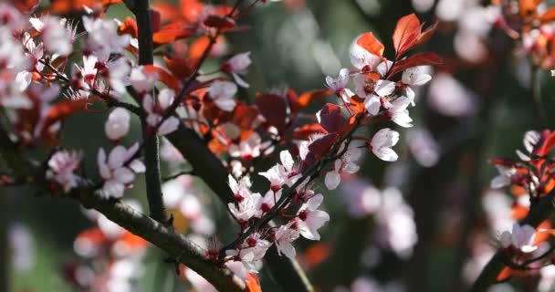 Vackra Blommande Japanska Körsbär Sakura Bakgrund Med Blommor Vårdag — Stockvideo