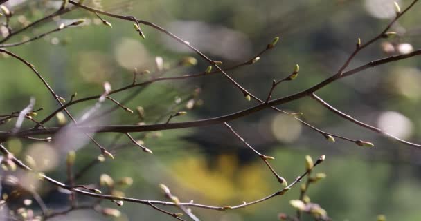 枝条上长出了绿芽 春天的自然与盛开 Bokeh轻型背景 — 图库视频影像