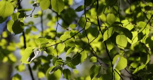 Brotes Verdes Las Ramas Primavera Naturaleza Florecimiento Primavera Fondo Luz — Vídeo de stock