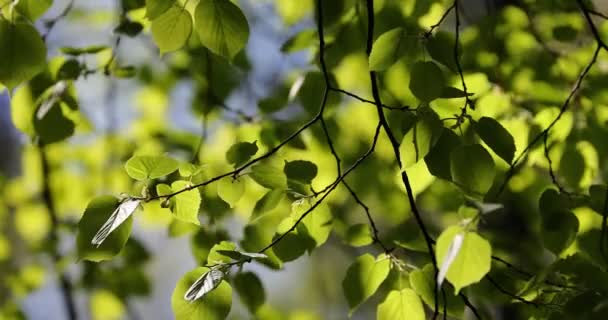 Gemme Verdi Rami Primavera Natura Fioritura Primavera Bokeh Sfondo Chiaro — Video Stock