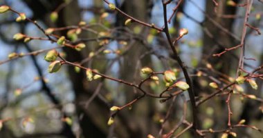 Baharda dallarda yeşil tomurcuklar. Bahar zamanı doğa ve çiçek açar. Bokeh ışık arkaplanı.