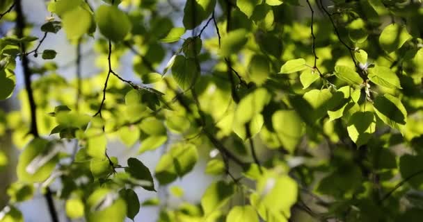 Zelená Poupata Větvích Jaře Příroda Kvetoucí Jaře Bokeh Světlé Pozadí — Stock video