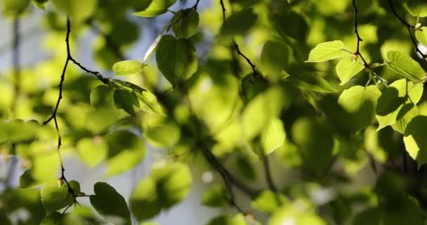 枝条上长出了绿芽 春天的自然与盛开 Bokeh轻型背景 — 图库视频影像