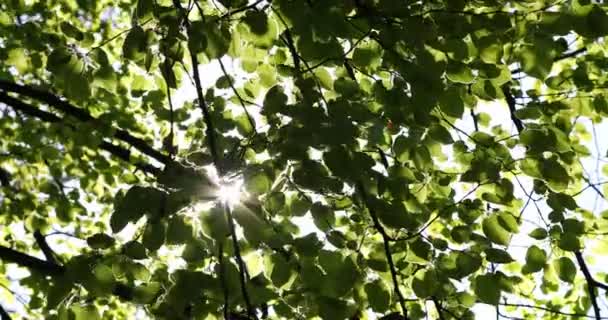 枝条上长出了绿芽 春天的自然与盛开 Bokeh轻型背景 — 图库视频影像
