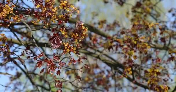 Zielone Pąki Gałęziach Wiosną Natura Kwitnienie Wiosnę Bokeh Lekkie Tło — Wideo stockowe