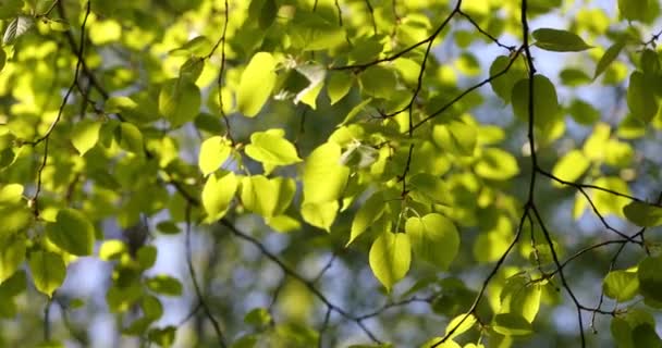 Зеленые Почки Ветвях Весной Природа Расцвет Весеннее Время Bokeh Легкий — стоковое видео