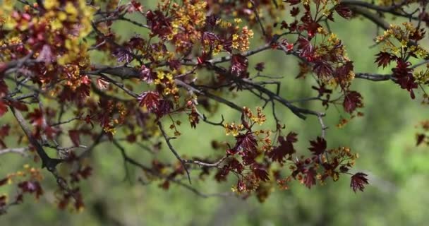 Bourgeons Verts Sur Les Branches Printemps Nature Floraison Printemps Fond — Video