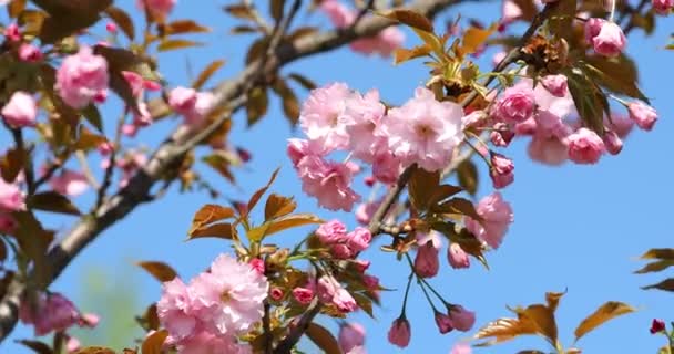 Зеленые Почки Ветвях Весной Природа Расцвет Весеннее Время Bokeh Легкий — стоковое видео