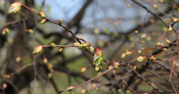 Brotes Verdes Las Ramas Primavera Naturaleza Florecimiento Primavera Fondo Luz — Vídeos de Stock
