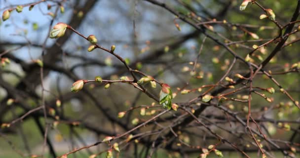 Brotes Verdes Las Ramas Primavera Naturaleza Florecimiento Primavera Fondo Luz — Vídeo de stock
