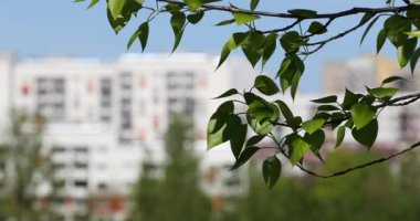 Baharda dallarda yeşil tomurcuklar. Bahar zamanı doğa ve çiçek açar. Bokeh ışık arkaplanı.