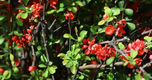 Gröna Knoppar Grenar Våren Natur Och Blomning Våren Bokeh Ljus — Stockvideo