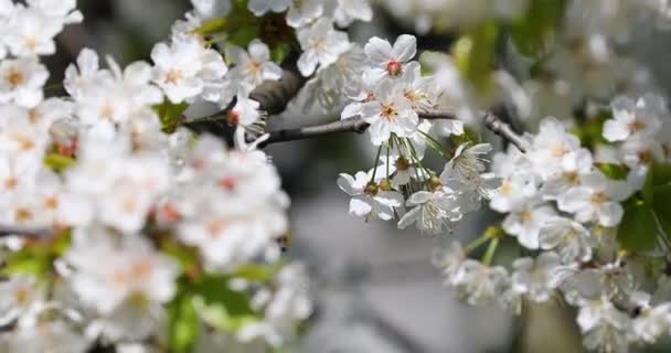 Bela Flor Cerejeira Sakura Primavera — Vídeo de Stock