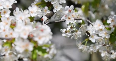 Baharda kiraz çiçeği açan kiraz sakura.