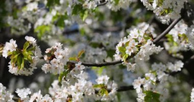 Baharda kiraz çiçeği açan kiraz sakura.