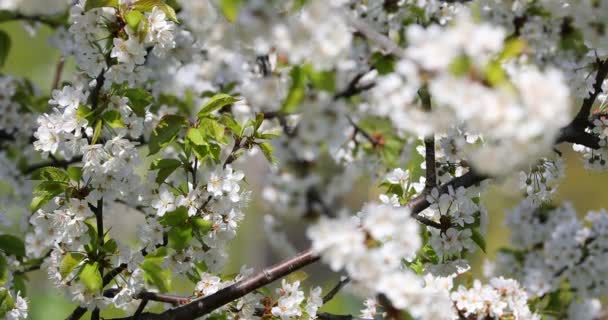 Bela Flor Cerejeira Sakura Primavera — Vídeo de Stock