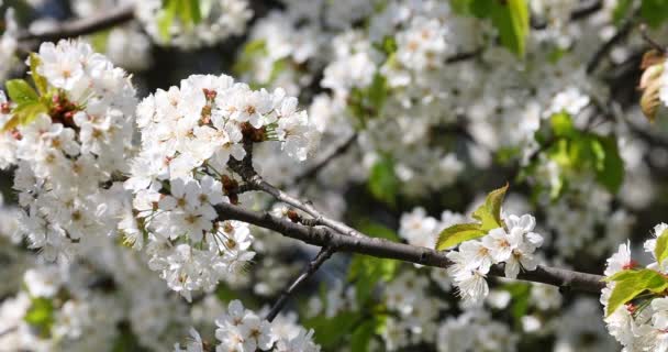 Piękny Kwiat Wiśni Sakura Czasie Wiosny — Wideo stockowe