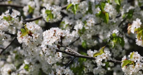 Baharda Kiraz Çiçeği Açan Kiraz Sakura — Stok video