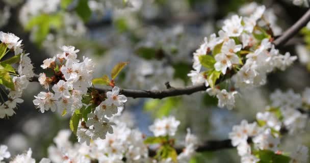 Piękny Kwiat Wiśni Sakura Czasie Wiosny — Wideo stockowe