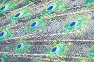 Tüylü güzel tavus kuşunun portresi