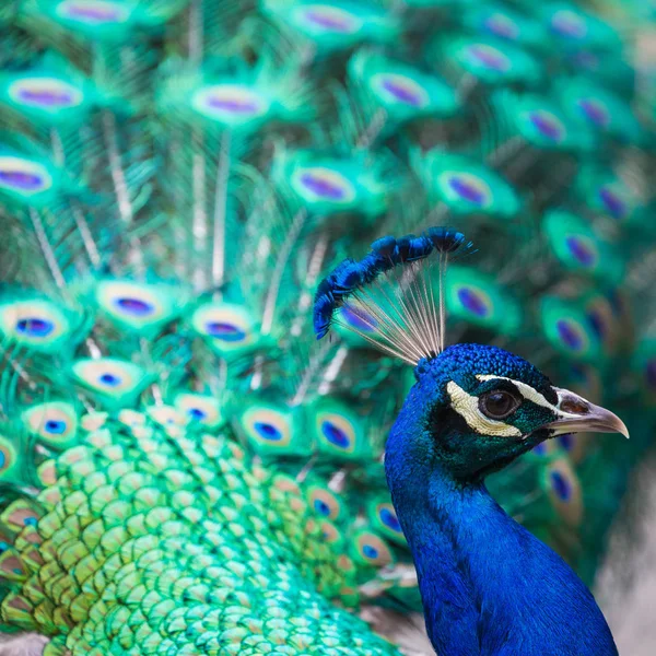 Porträt der schönen Pfau mit Federn aus — Stockfoto