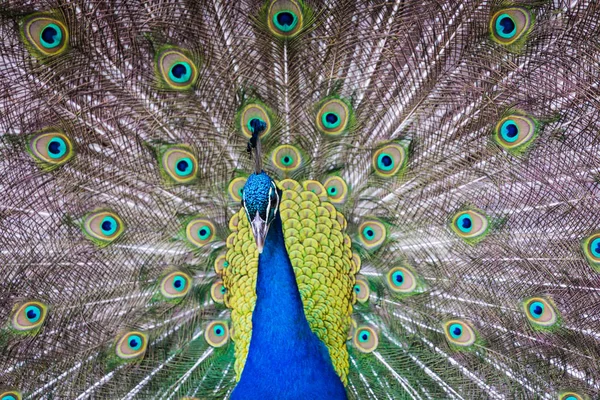 Портрет красивого павлина без перьев — стоковое фото