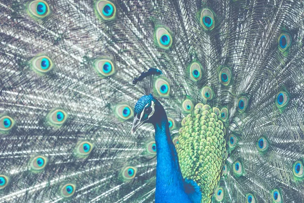 깃털 이 있는 아름다운 공작새의 모습 — 스톡 사진