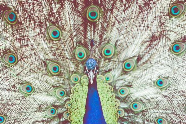 美丽孔雀的画像，羽毛外露 — 图库照片