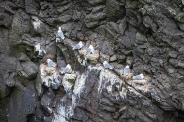 Mykines, Faroe Adaları kayalıklarında yuvalayan martılar.