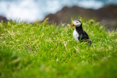Mykines kayalıklarında ve Atlantik okyanusunda martılar. Mykines Adası, Fa