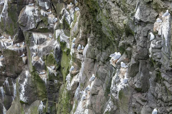 Gabbiani che nidificano sulle scogliere di Mykine, Isole Faroe . — Foto Stock
