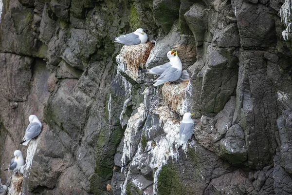 Γλάροι φωλιάζουν σε βράχια του MYKINES, Νήσοι Φερόε. — Φωτογραφία Αρχείου