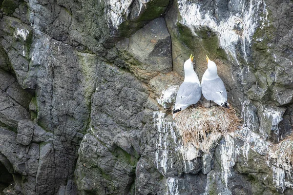 Burung camar bersarang di tebing Mykines, Kepulauan Faroe . — Stok Foto